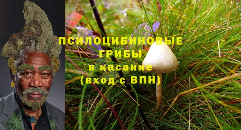 Псилоцибиновые грибы Psilocybine cubensis  Ржев 